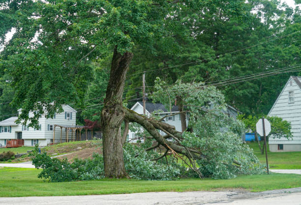 Best Tree Risk Assessment  in Barrington Hls, IL